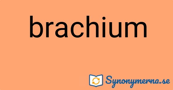 Bild som illustrerar ordet brachium och dess synonymer.