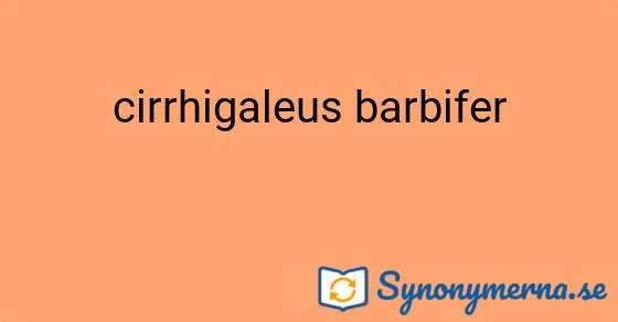 Bild som illustrerar uttrycket cirrhigaleus barbifer och dess synonymer.