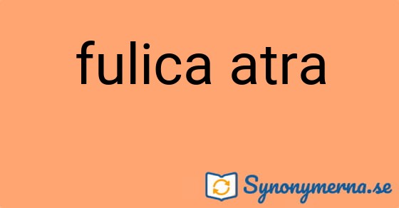 Bild som illustrerar uttrycket fulica atra och dess synonymer.