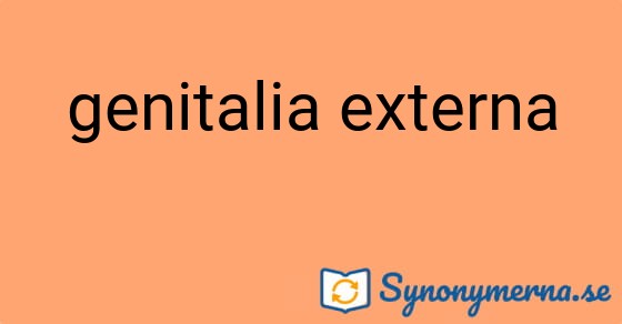 Bild som illustrerar uttrycket genitalia externa och dess synonymer.