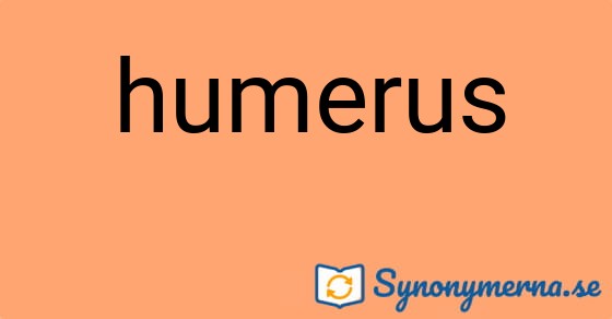 Bild som illustrerar ordet humerus och dess synonymer.