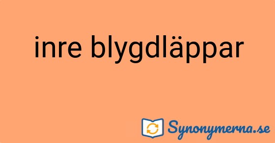 Bild som illustrerar uttrycket inre blygdläppar och dess synonymer.