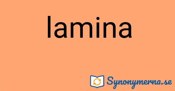 Bild som illustrerar ordet lamina och dess synonymer.