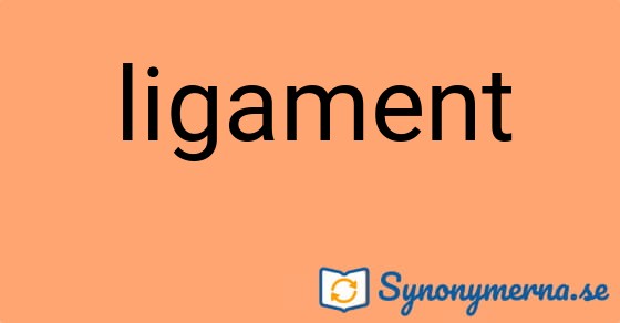 Bild som illustrerar ordet ligament och dess synonymer.