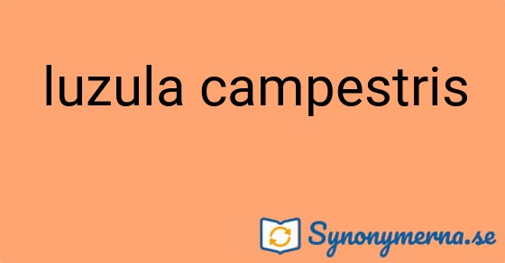 Bild som illustrerar uttrycket luzula campestris och dess synonymer.