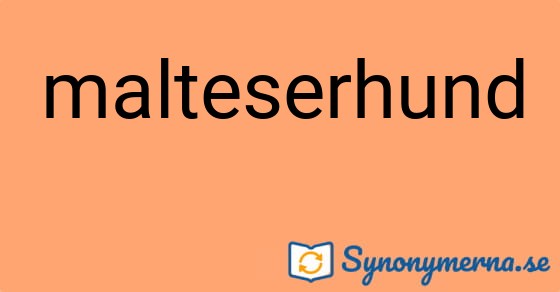 Bild som illustrerar ordet malteserhund och dess synonymer.