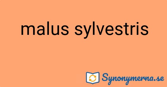 Bild som illustrerar uttrycket malus sylvestris och dess synonymer.