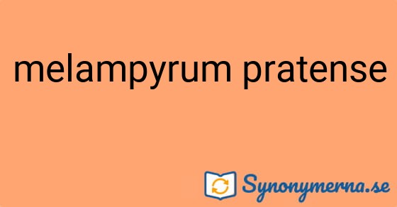 Bild som illustrerar uttrycket melampyrum pratense och dess synonymer.