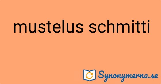 Bild som illustrerar uttrycket mustelus schmitti och dess synonymer.