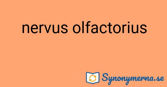 Bild som illustrerar uttrycket nervus olfactorius och dess synonymer.