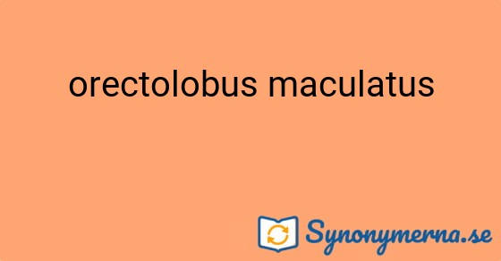 Bild som illustrerar uttrycket orectolobus maculatus och dess synonymer.