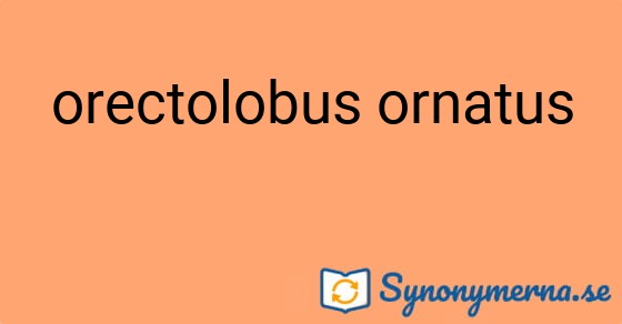 Bild som illustrerar uttrycket orectolobus ornatus och dess synonymer.