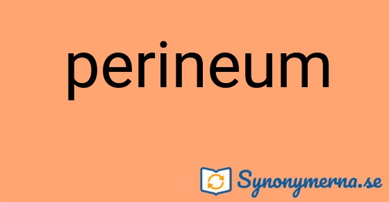 Bild som illustrerar ordet perineum och dess synonymer.