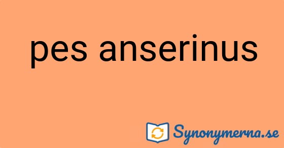 Bild som illustrerar uttrycket pes anserinus och dess synonymer.