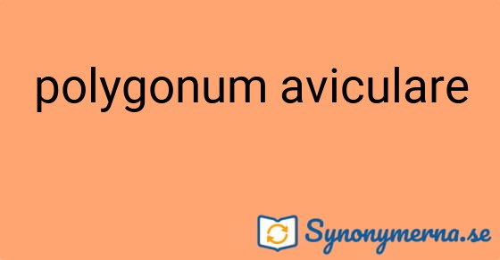 Bild som illustrerar uttrycket polygonum aviculare och dess synonymer.