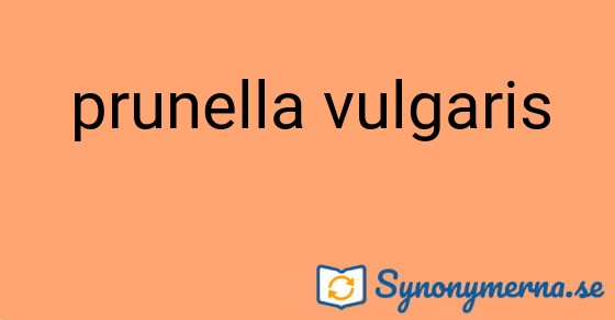 Bild som illustrerar uttrycket prunella vulgaris och dess synonymer.