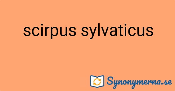Bild som illustrerar uttrycket scirpus sylvaticus och dess synonymer.