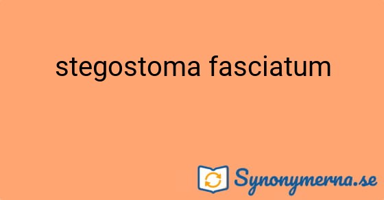 Bild som illustrerar uttrycket stegostoma fasciatum och dess synonymer.