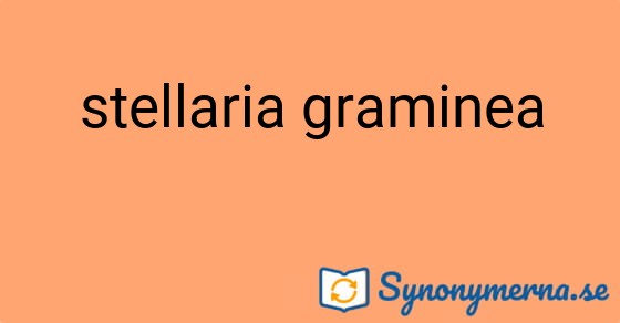 Bild som illustrerar uttrycket stellaria graminea och dess synonymer.
