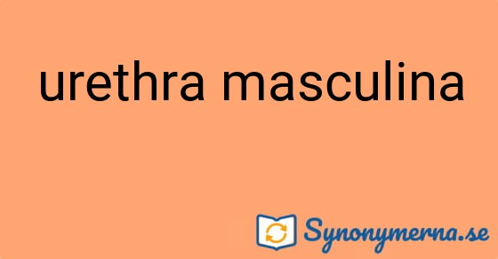 Bild som illustrerar uttrycket urethra masculina och dess synonymer.